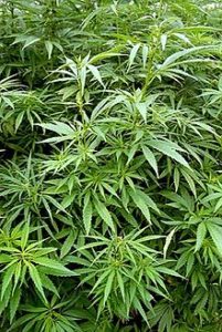 大麻的合法性,大麻的作用,大麻的危害,大麻的副作用,大麻花,大麻种植,大麻饮料,大麻合法国家